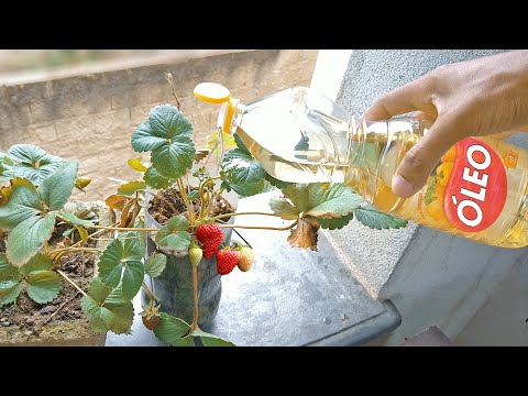 Vídeo: Herbicida de morango silvestre - Livrando-se das plantas de morango silvestre