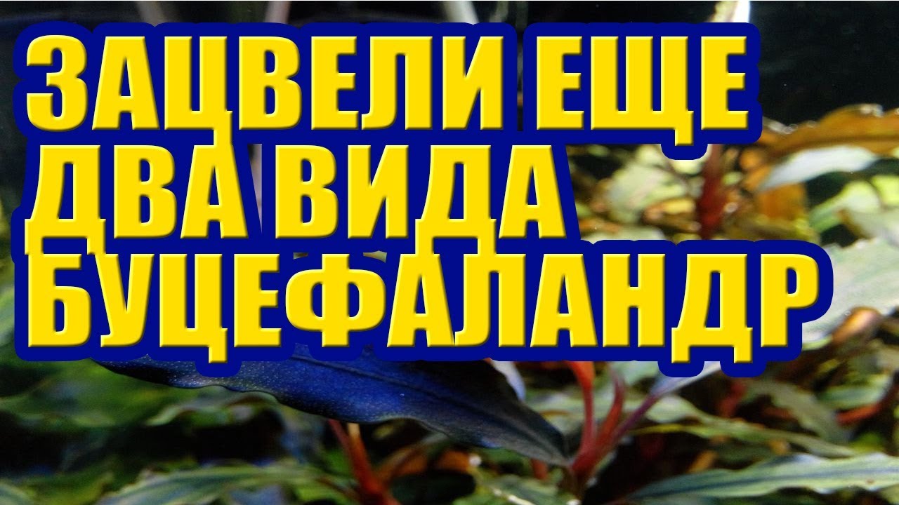 Ни разу не цвели. Признаки нехватки co2 в аквариуме. Эх. Парвифлорус Тропика. Как вносить микроудобрения в аквариум.