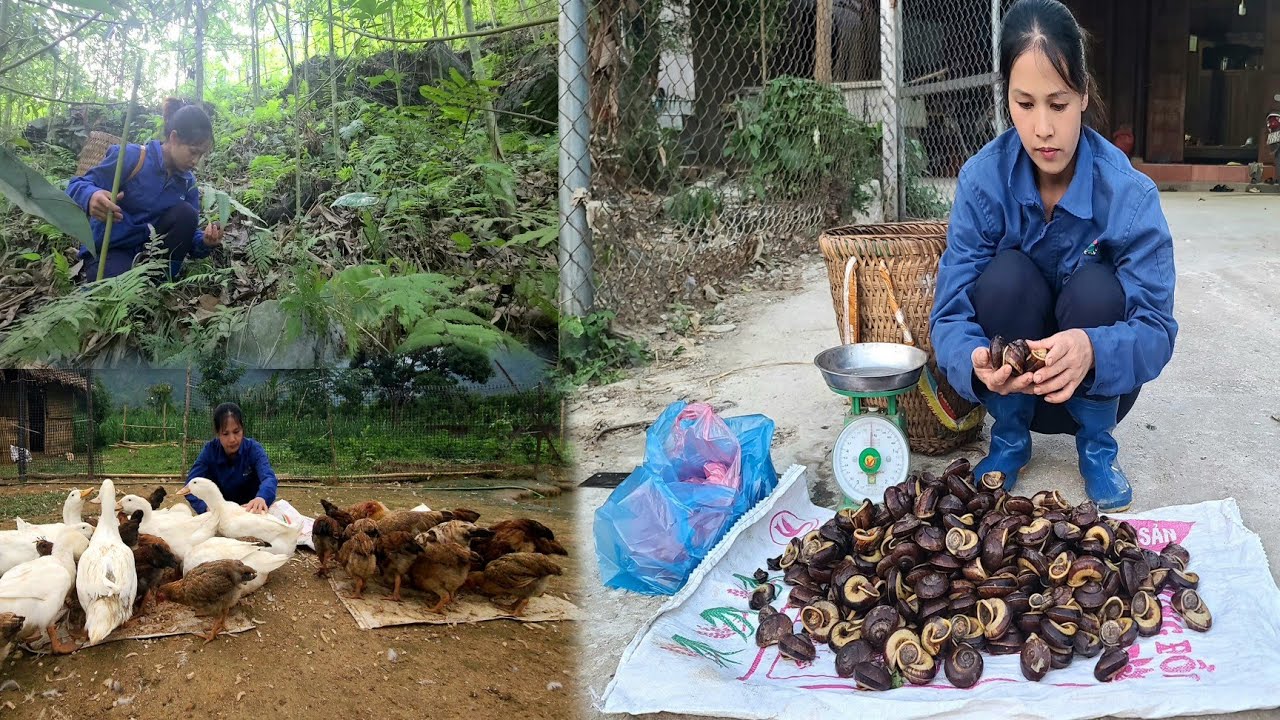 Single mother goes into the forest to harvest mountain snails to sell ...