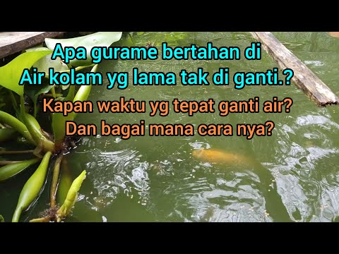 Video: Adakah saya memerlukan air kolam?