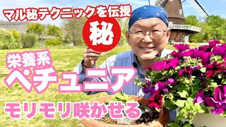 【園芸初心者でも安心】ペチュニアを綺麗に大きくするマル秘の方法を教えちゃいます！