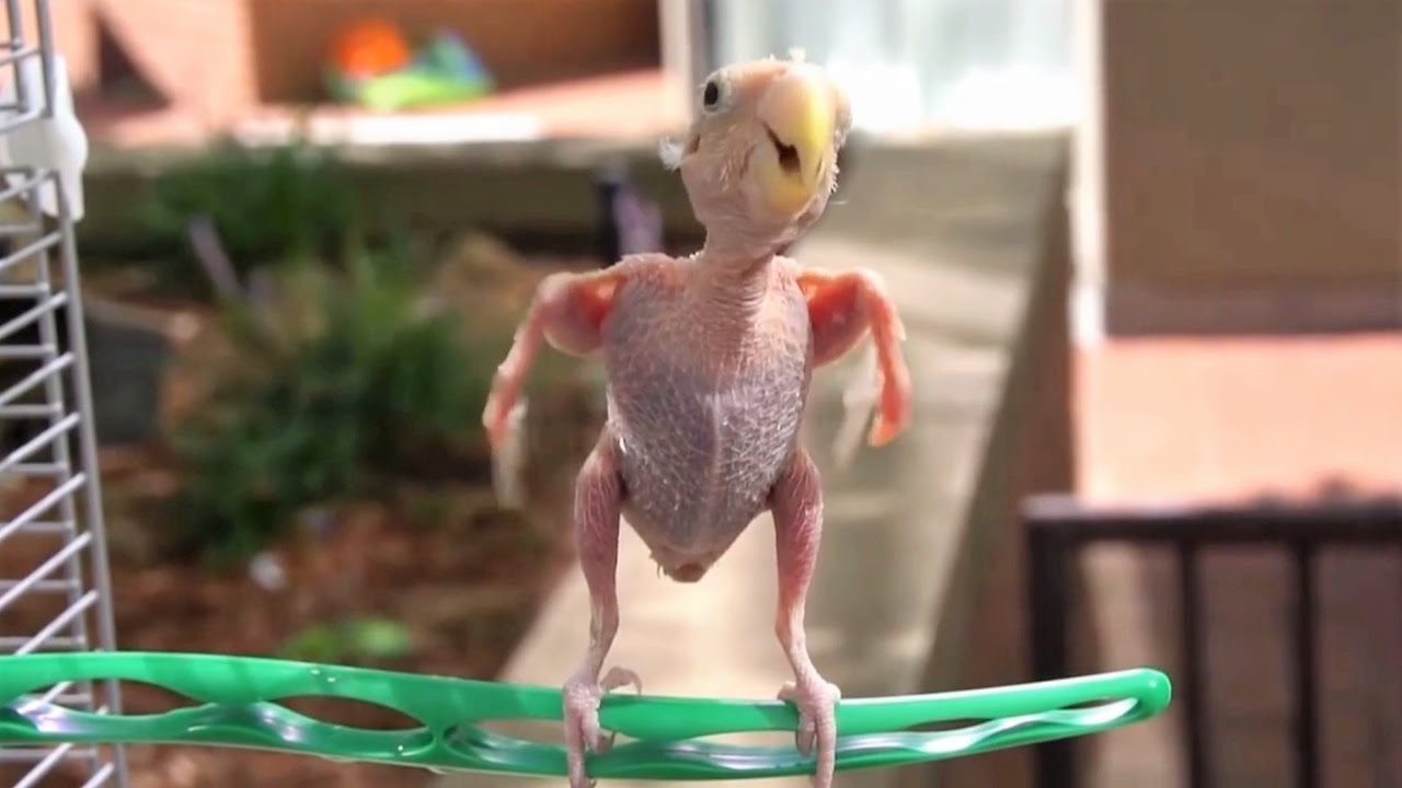 Un Oiseau Sans Plume YouTube un-oiseau-sans-plume-youtube