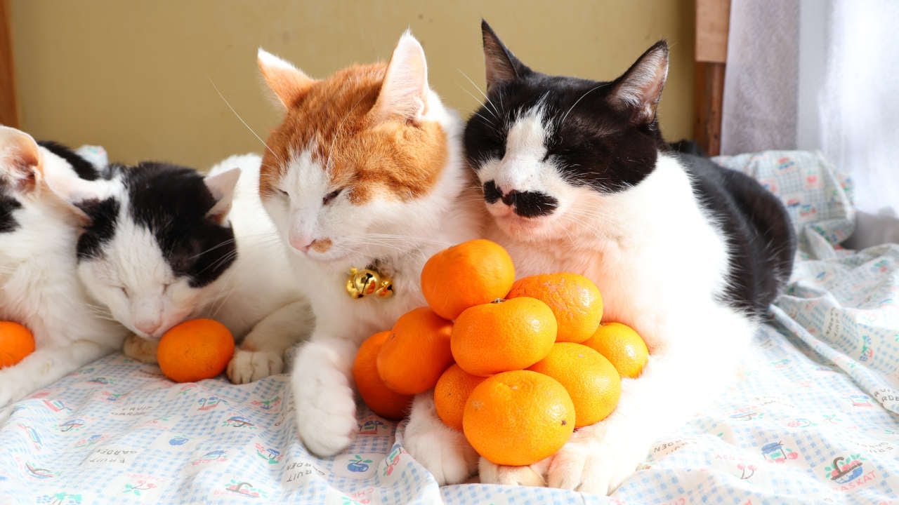 みかんピラミッドのせ猫 2024 | かご猫 Blog