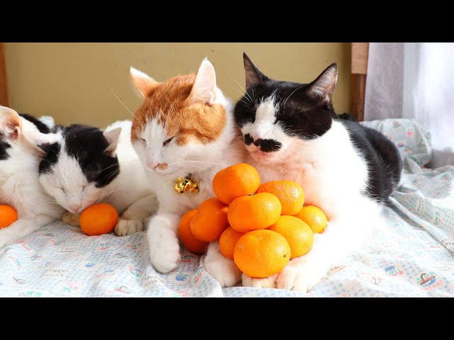 みかんピラミッドのせ猫 2024 240108 - YouTube