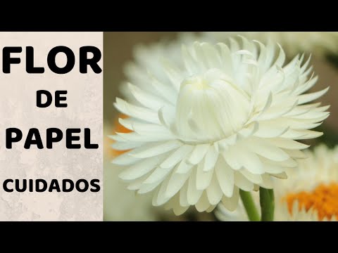 COMO CUIDAR Y REPRODUCIR FLOR DE PAPEL || SIEMPRE VIVA || FLOR DE PAJA