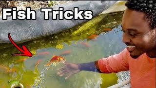 Training my Goldfish to Learn Tricks: Volume 1