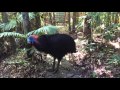 Cassowary territorial rumbling.