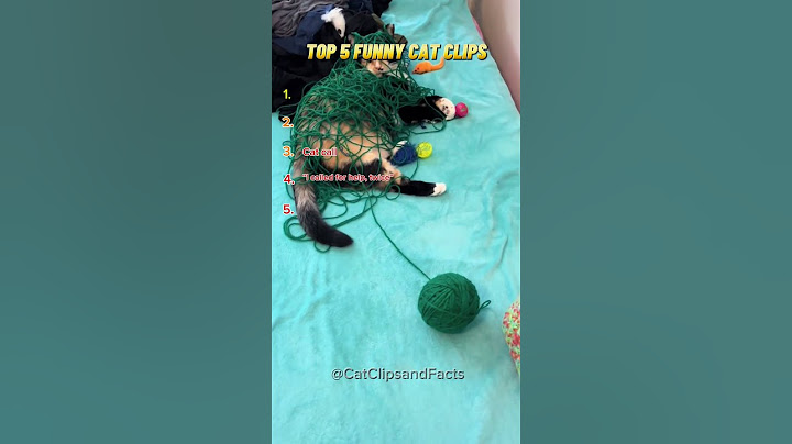 Top 5 funny cat clips this week!🐈😂 #cat #animalshorts #cute #catlovers #funny #petlovers #funny