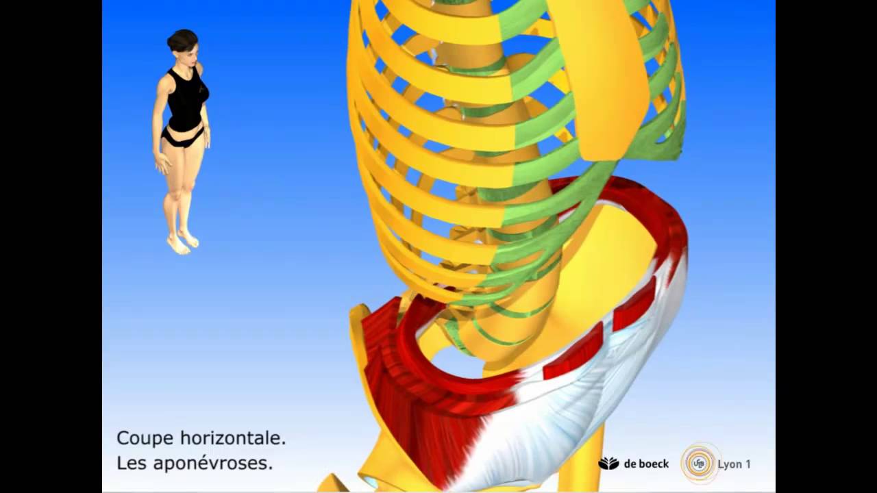 Anatomie : Les Abdominaux - Blog Eric Favre