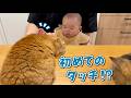 愛猫が甘えん坊すぎて赤ちゃんの距離が近付いてきました!