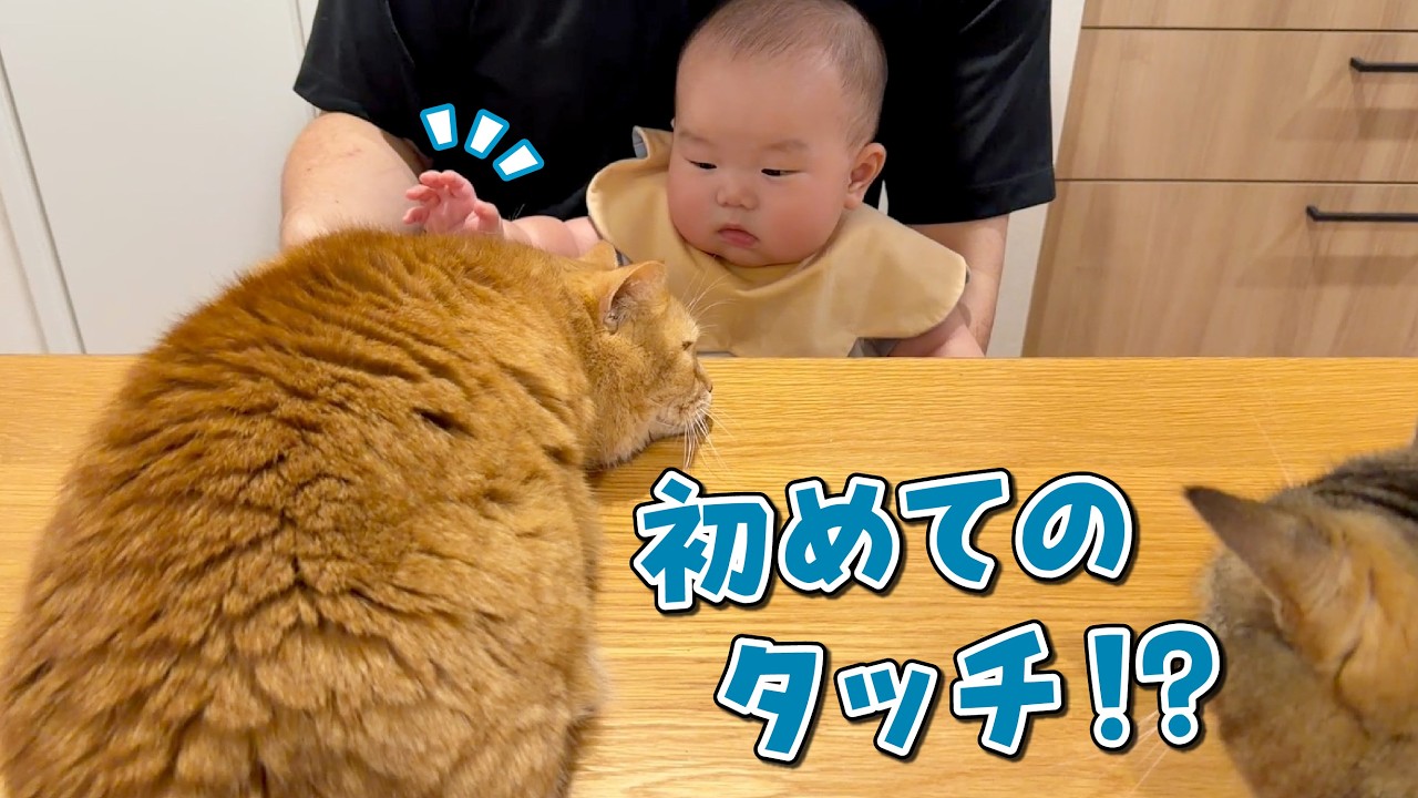 愛猫が甘えん坊すぎて赤ちゃんの距離が近付いてきました!