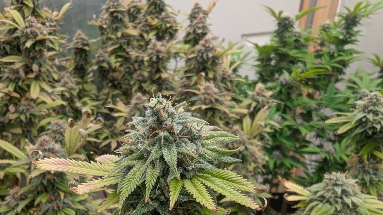 garden update! harvest time for red hot cookies! the veg room is a Forrest of goodness! 😃💚💨