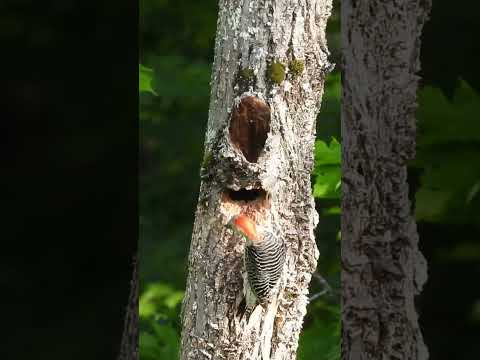 Red Bellied Woodpecker Parents Delivering Food to Their Chicks