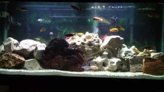 75 Gallon Cichlid Tank Update...