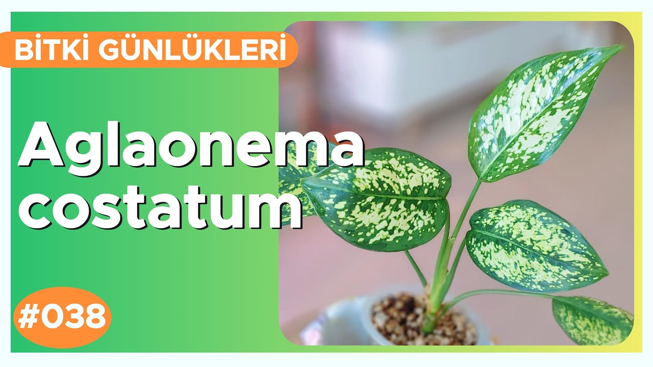 Aglaonema costatum - Chinese Evergreen | Plant Diaries #038 - YouTube