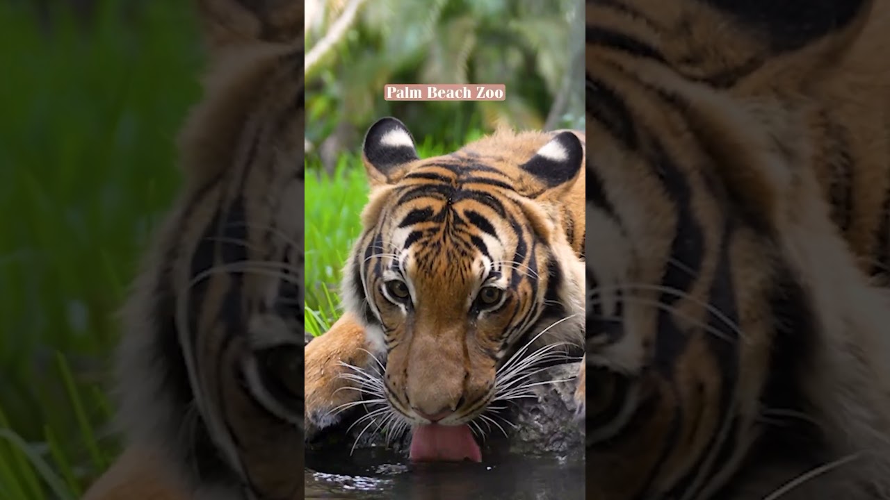 Father's Day Activities in The Palm Beaches