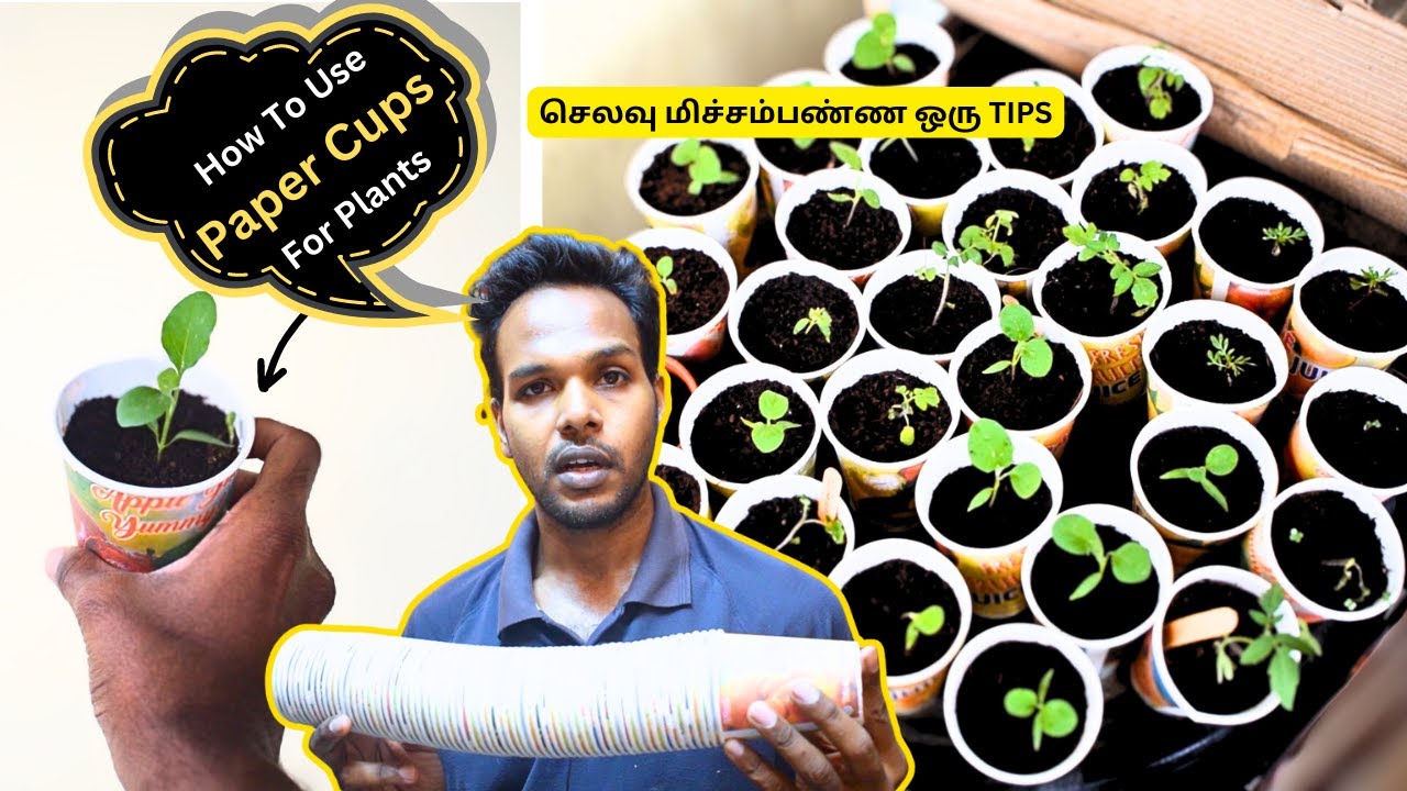 How To Use Paper cups For Growing Seedlings? | Garden Hack | Pricking ...