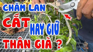 Cách Chăm Phi Điệp Sau Khi Lên Mầm Gốc & Có Nên Cắt Thân Già Không? #melantv #lanphidiep