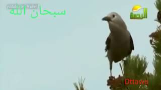 طير جميلة  يزرع أشجار الصنوبر في الغابات - Beautiful bird planting pine trees in the woods