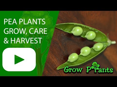 Pea plant - growing and care (Pisum sativum)