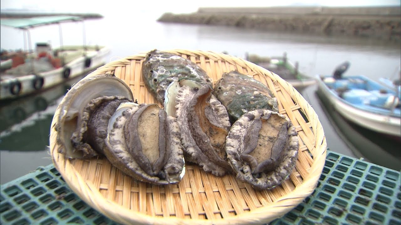 瀬戸内海の漁獲量減少に漁師不足 漁協組合存続をかけた 高級食材 アワビの養殖 香川 坂出市 Ksbニュース Ksb瀬戸内海放送