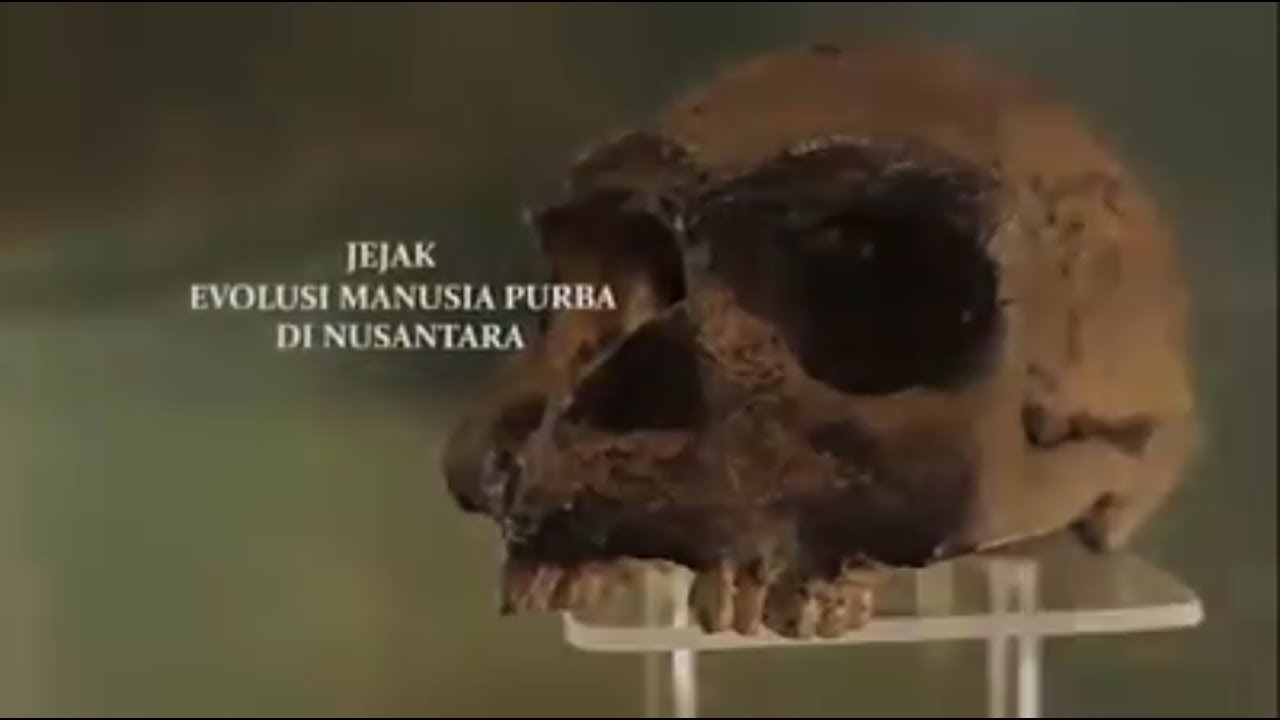 Melawan Lupa - Jejak Evolusi Manusia Purba di Nusantara