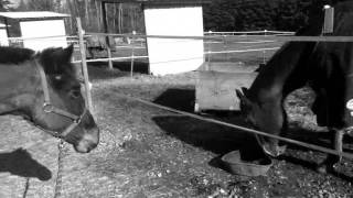 Horses - What I Want Music Video