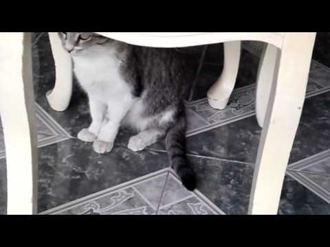 The tail - Cat.MP4 - YouTube