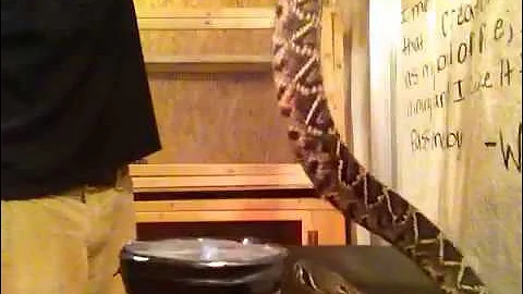 Eastern Diamondback Rattlesnake venom extraction