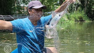 Giăng Lưới Sông Trúng Đậm Bầy Cá Dồ Đém - Tiền Giang TV