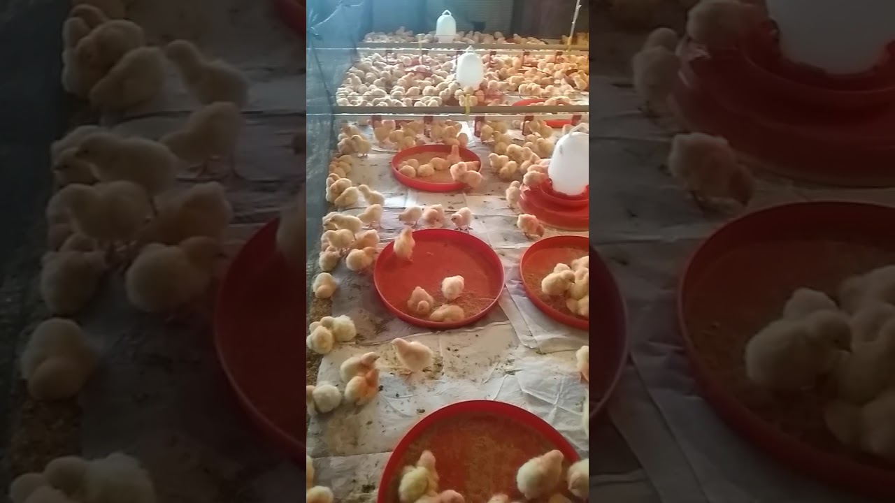 P.t peternakan ayam manggis.. Chik. In doc - YouTube
