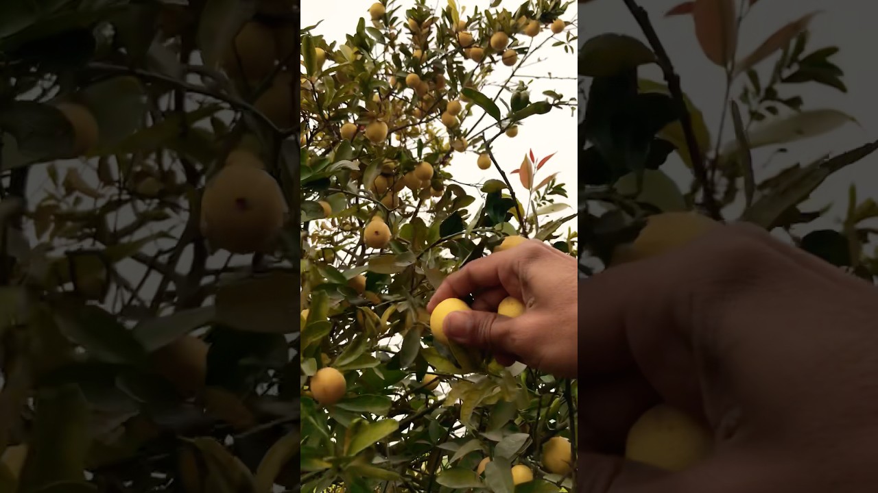 Lemon Harvesting #fruit #gardenplants #fruitgrafting