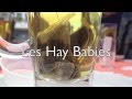 LES HAY BABIES FIRST TOUR EUROPE LES HAY BABIES FIRST TOUR EUROPE