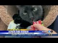 Pets of the Week: Soran and Kieran