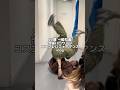世界一池袋ハロウィンを楽しんだ男の1日