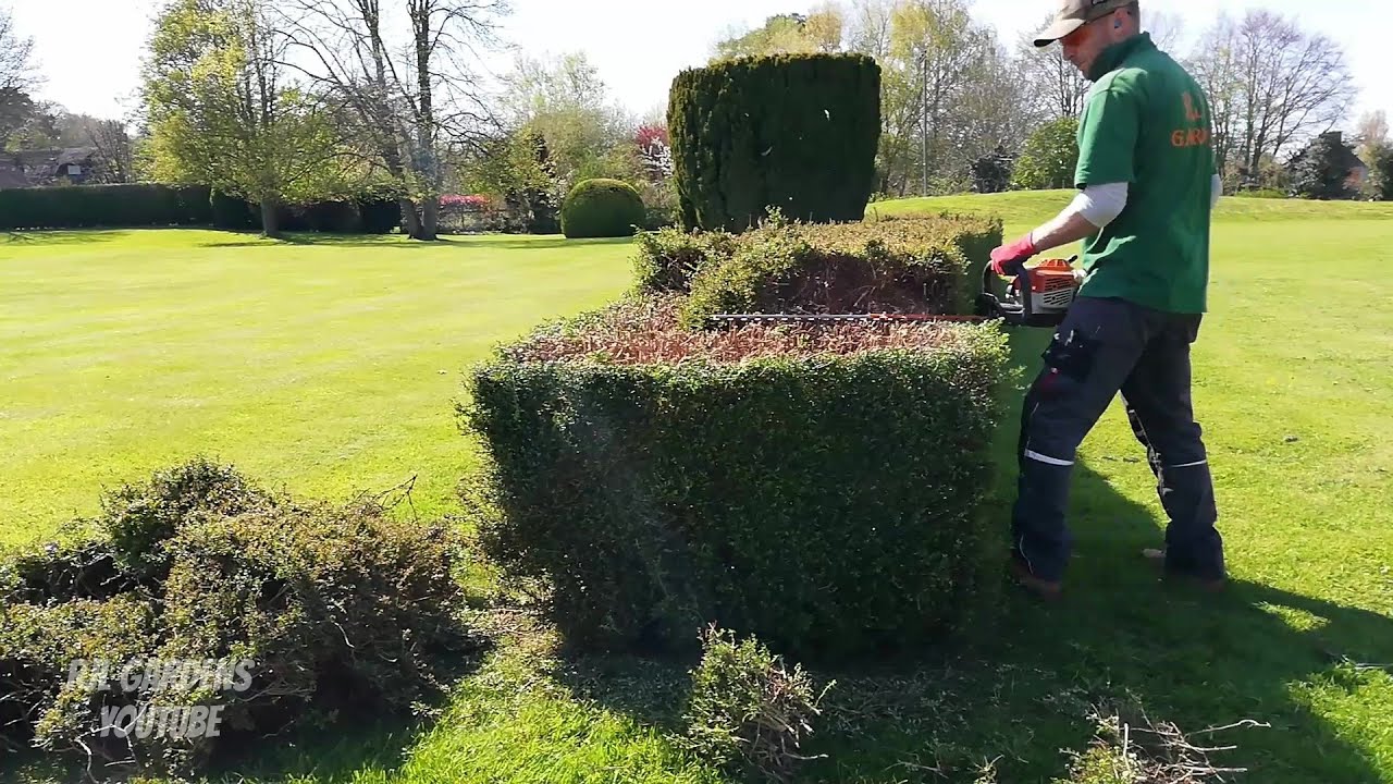 Hedge Trimming RENOVATION Part 2 on this Honeysuckle Hedge - YouTube