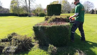 Hedge RENOVATION Part 2 on this Lonicera Hedge