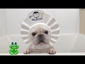 お風呂に入るとお喋りになる犬がこちらですw【フレンチブルドッグ frenchbulldog】