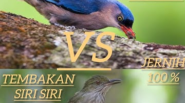 Rambatan paruh merah mix Siri siri kecil, Pancingan rambatan dan siri siri kecil agar gacor !!