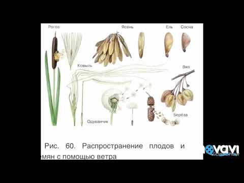 Распространение плодов и семян растений. Биология в стихах. 6 класс.