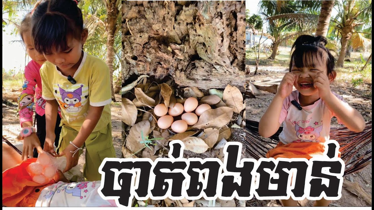 បាត់ពងមាន់