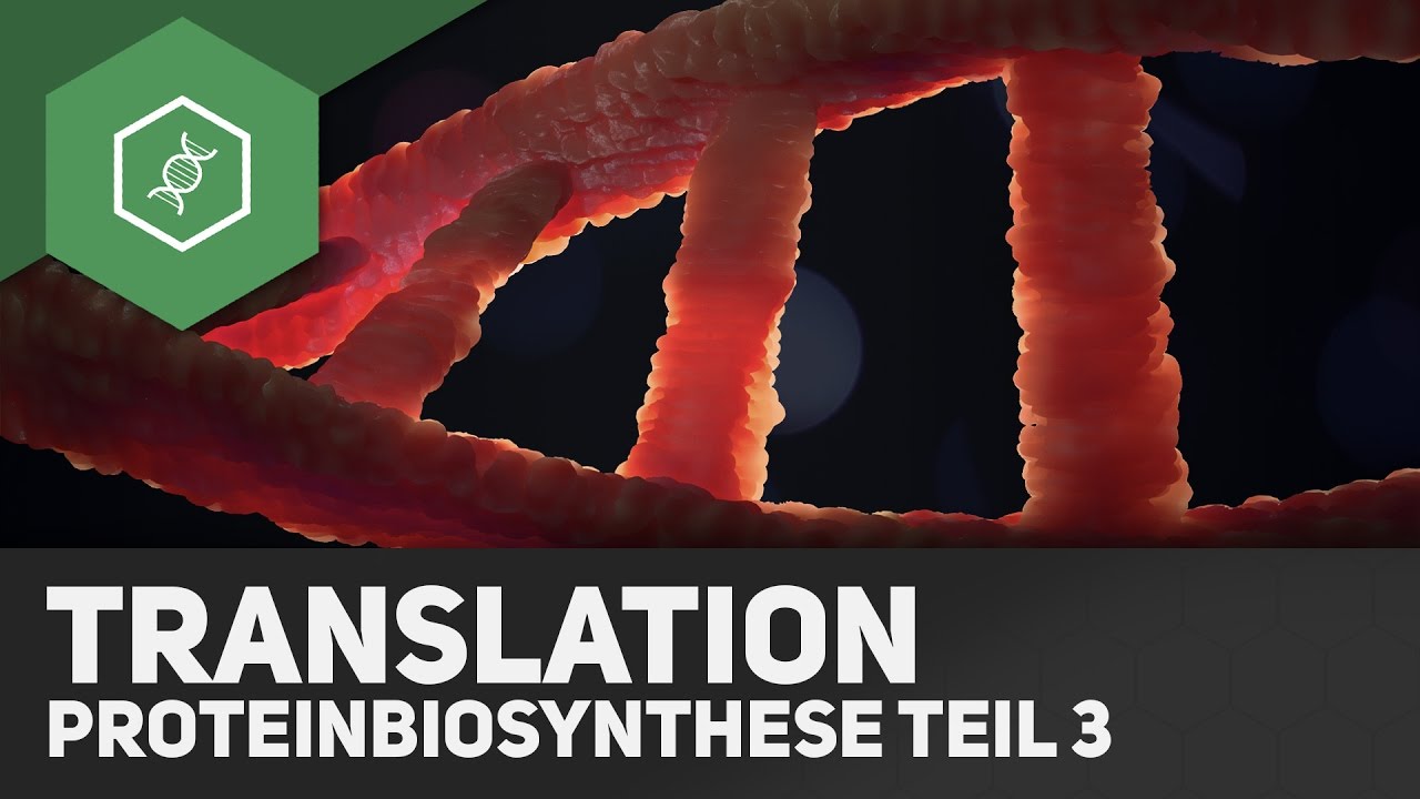 Proteinbiosynthese - Komplette Zusammenfassung fürs Bio-Abi