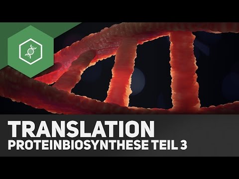 Die Translation - Proteinbiosynthese Teil 3