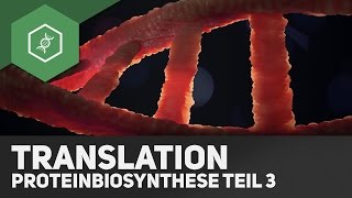 Die Translation - Proteinbiosynthese Teil 3(In diesem Video erklären wir euch die zweite Etappe der Proteinbiosynthese ganz genau und Schritt für Schritt! So versteht ihr am Besten, was bei der ..., 2014-10-06T14:00:13.000Z)