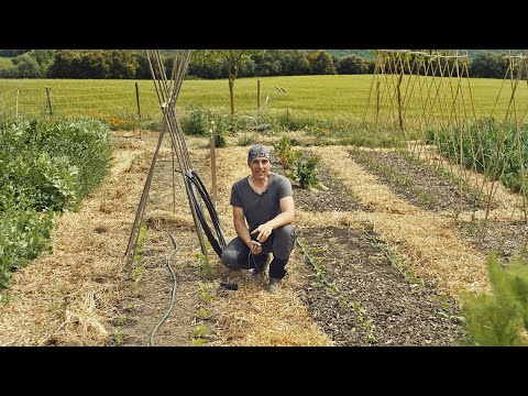 Vídeo: Reg per degoteig a l'hivernacle. Mànega de degoteig. Reg degoteig de bricolatge de l'hivernacle