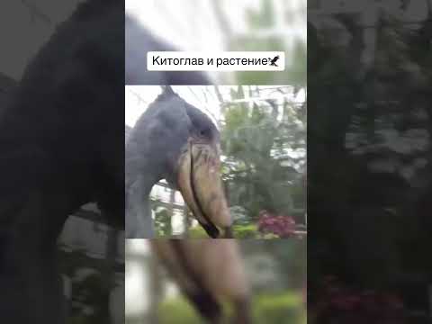 Вещи, которые намного больше, чем кажутся Часть 108 #рекомендации #животные #корабль #змея