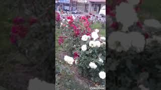 Ahmet Barlak Açıldı bu gece