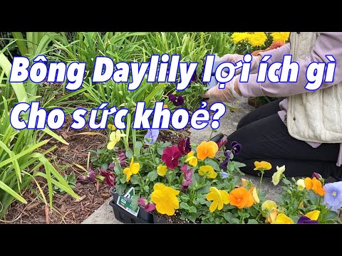 Video: Daylilies: trồng và chăm sóc, mô tả giống, trồng trọt ngoài trời