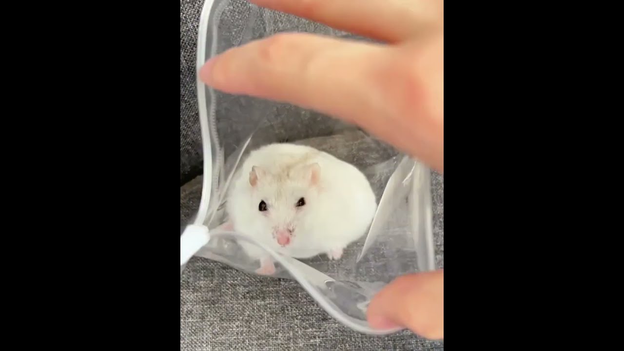 This Squishy Taba Hamster Feels Really Soft Cute Kawaiiaesthetic Decompression