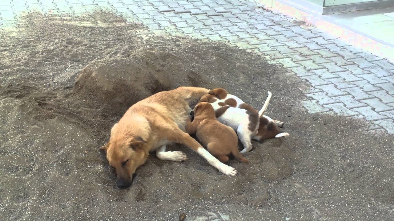 Happy Puppies ) / Mutlu köpek yavruları ) YouTube
